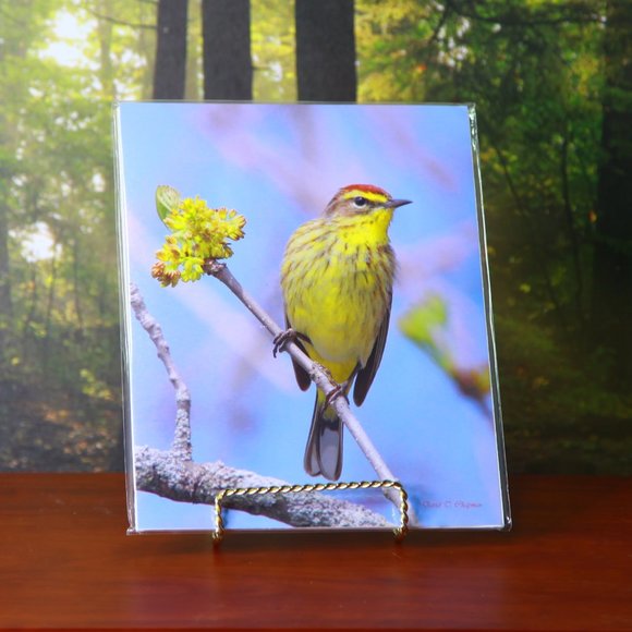 Beautiful Bird Set of a Palm Warbler & Chestnut Sided Warbler - Picture 4 of 7